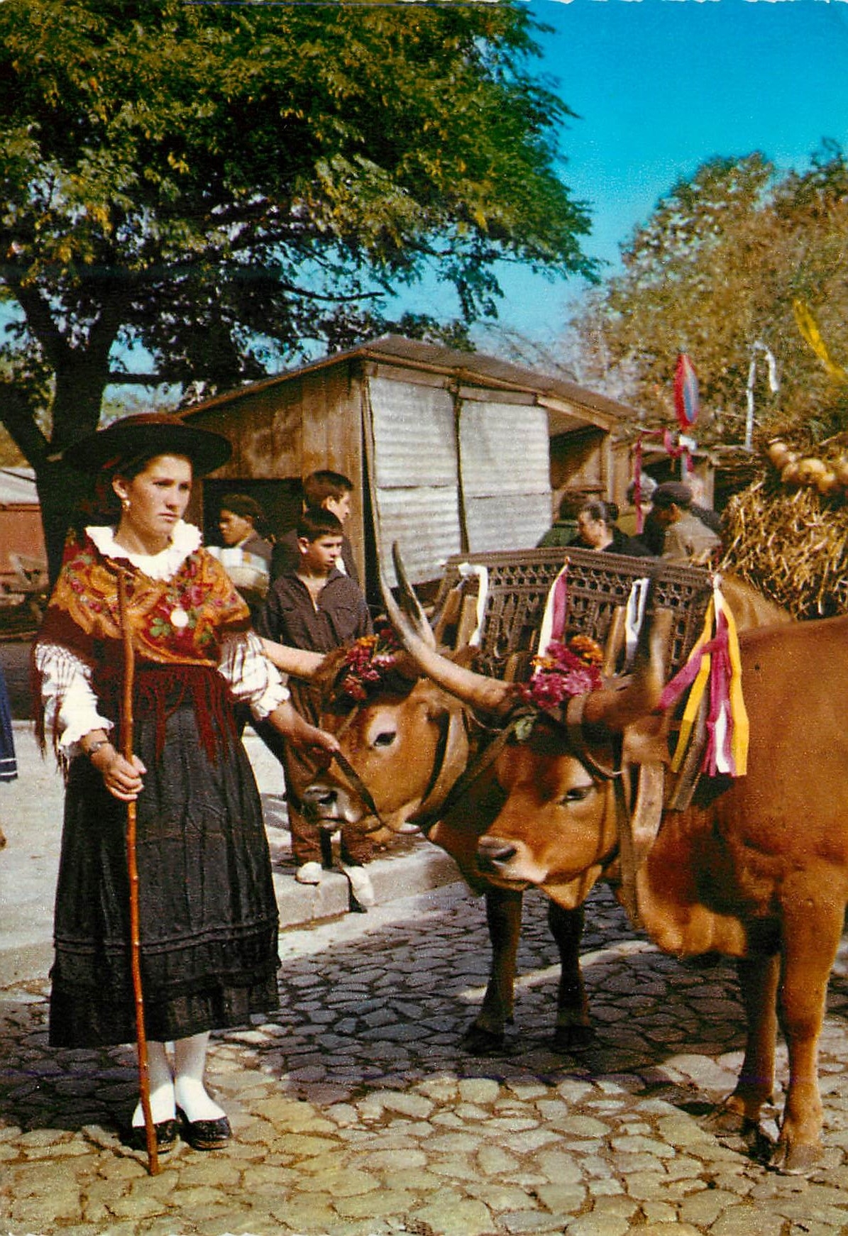 CPM Portugal Minho Costumes typiques de la region Attelage Bœufs