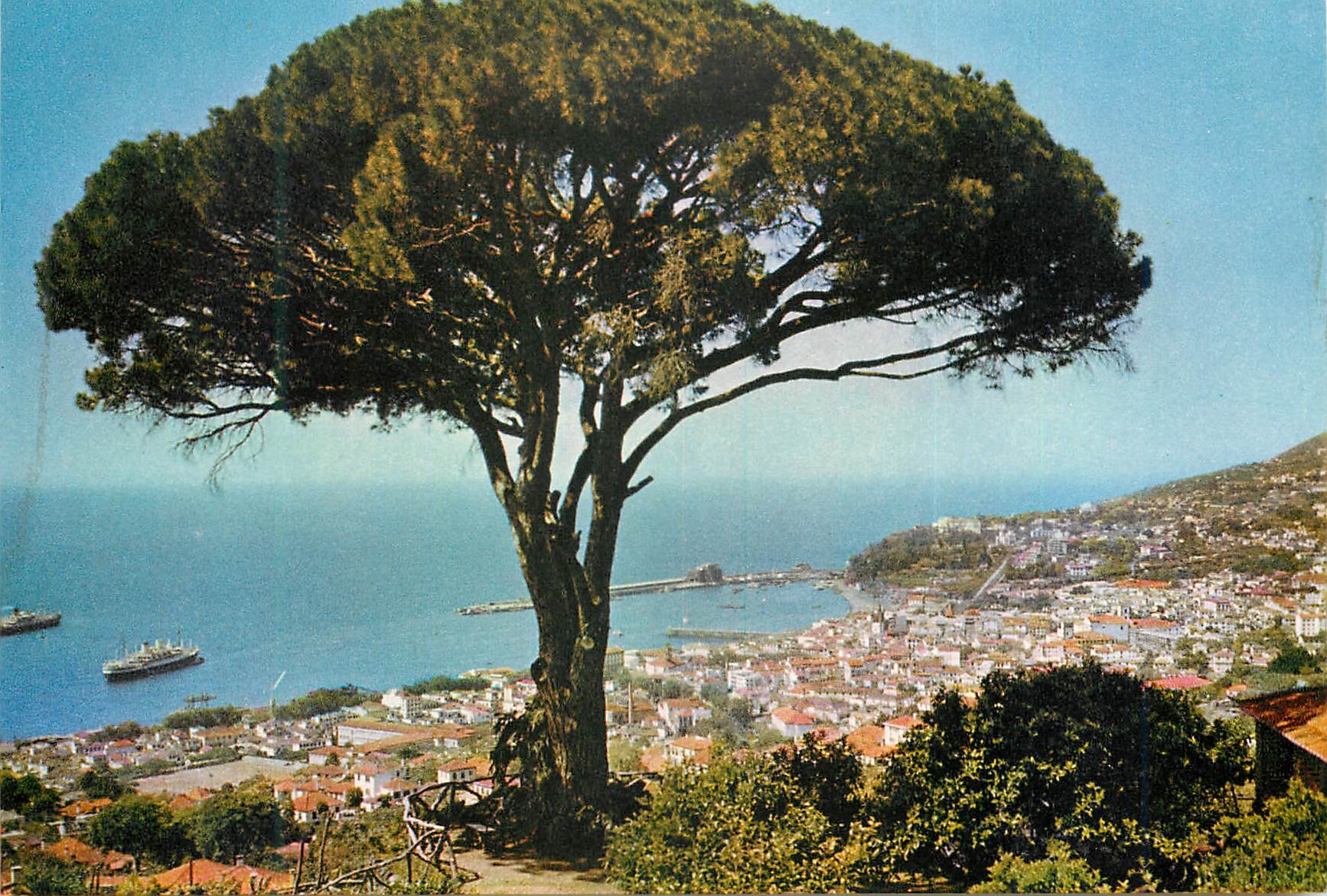CPM Madeira 79 view of funchal taken from alto bom sucesso