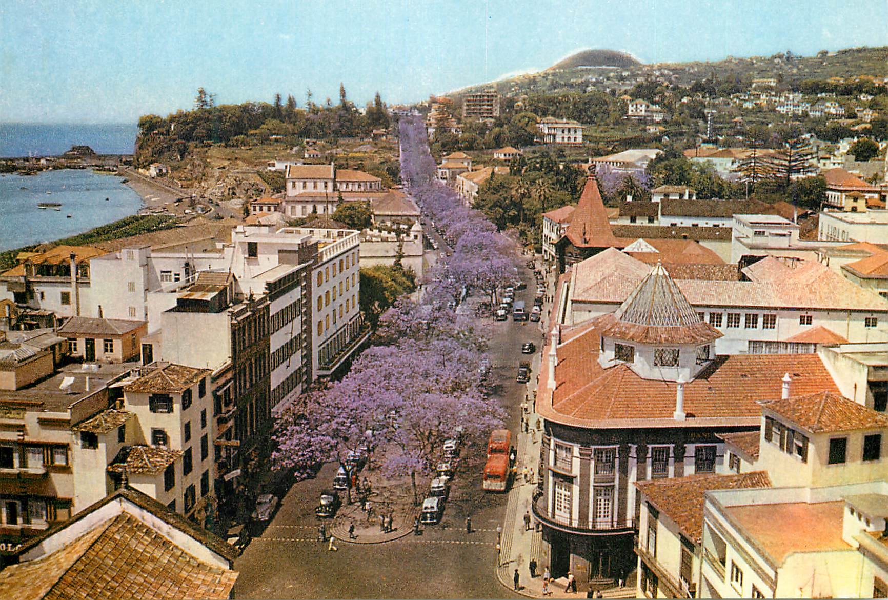 CPM Madeira 74 avenues of flowering jacaranda trees funchal