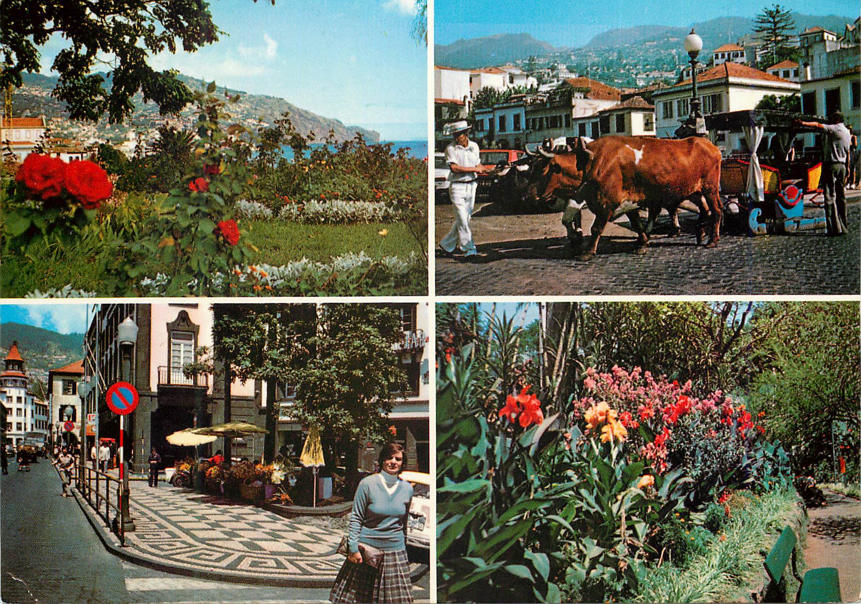 CPM Madeira funchal des aspect citadins