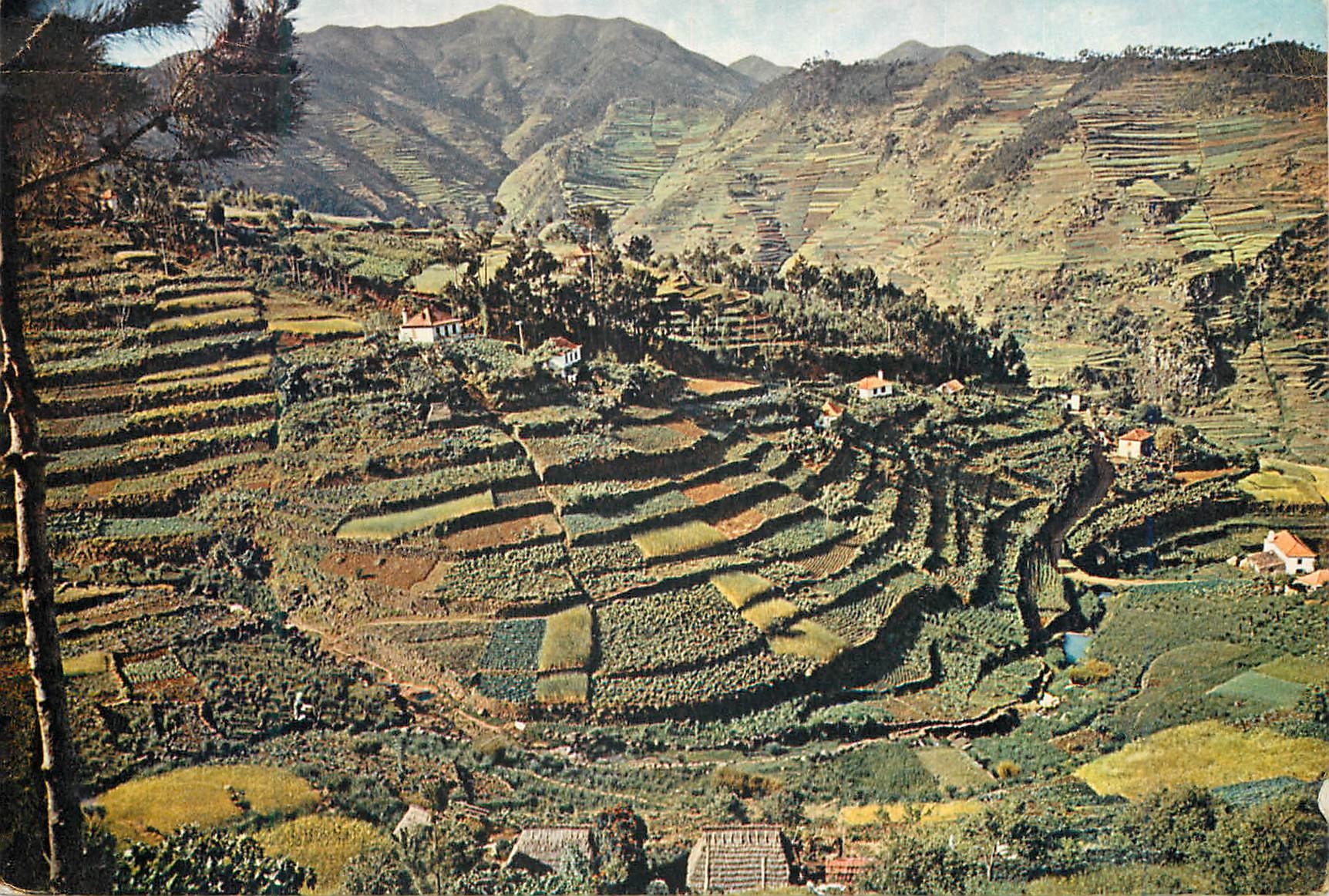 CPM Madeira 562 cultivated terraces as seen up the machico valley madeira