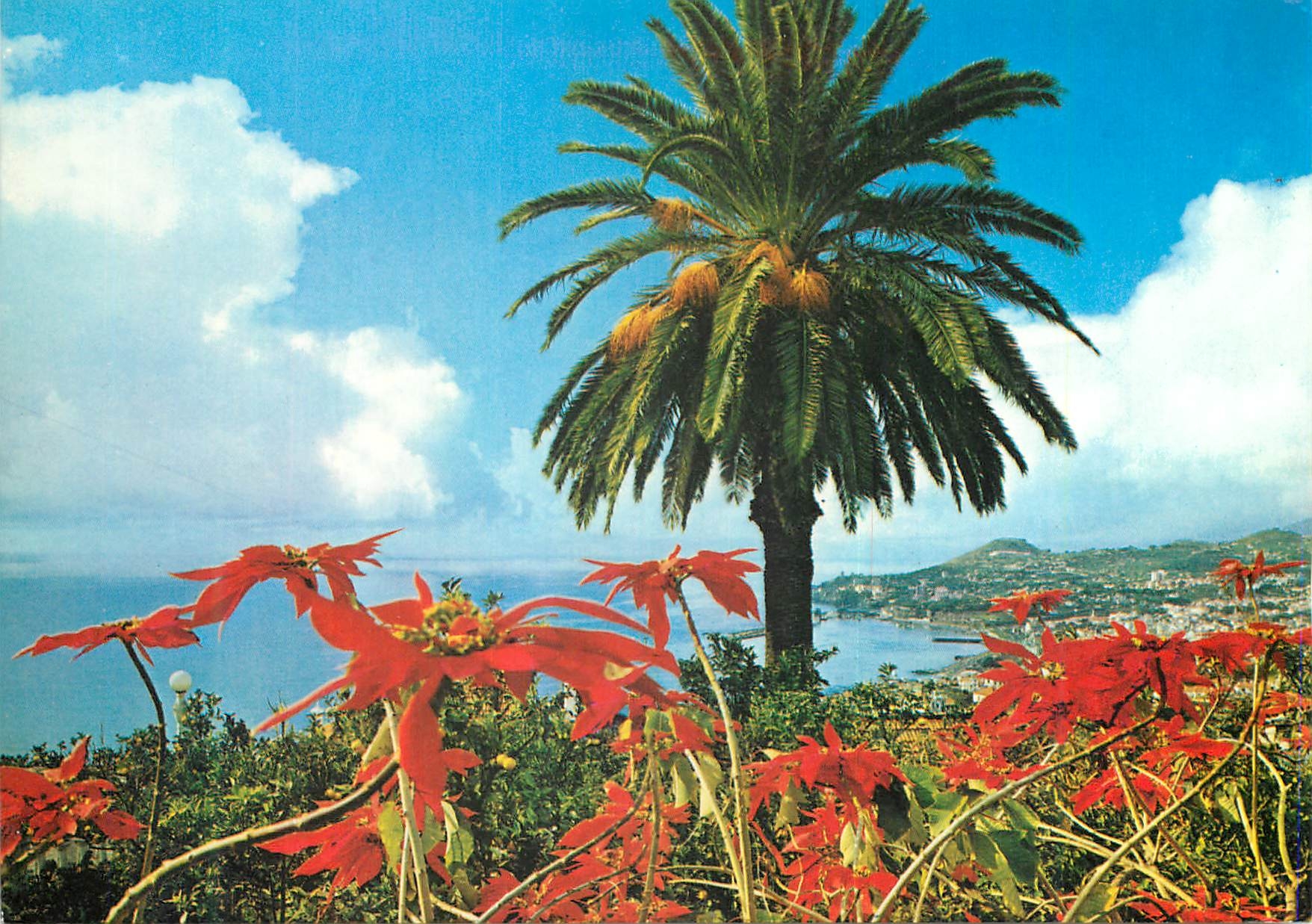 CPM Funchal madeira vue occidentale