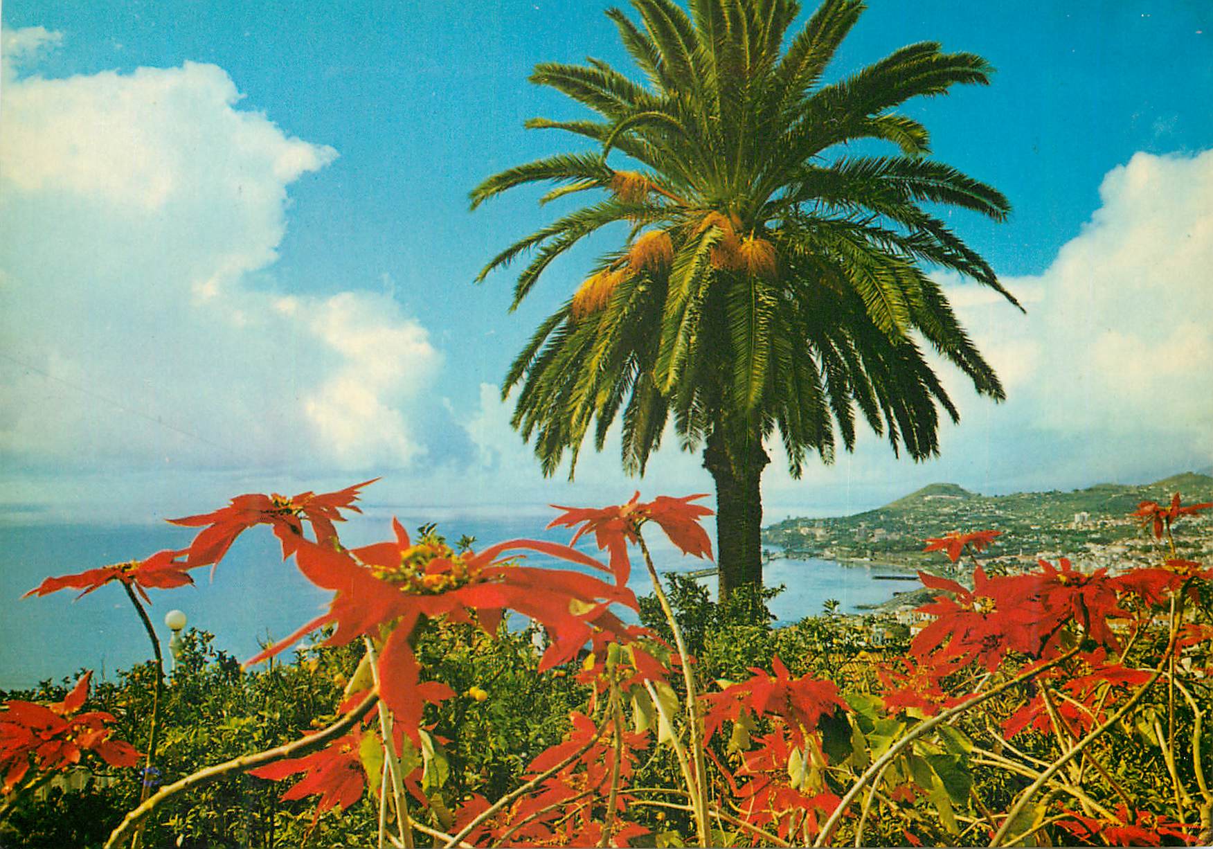 CPM Funchal madeira vue occidentale