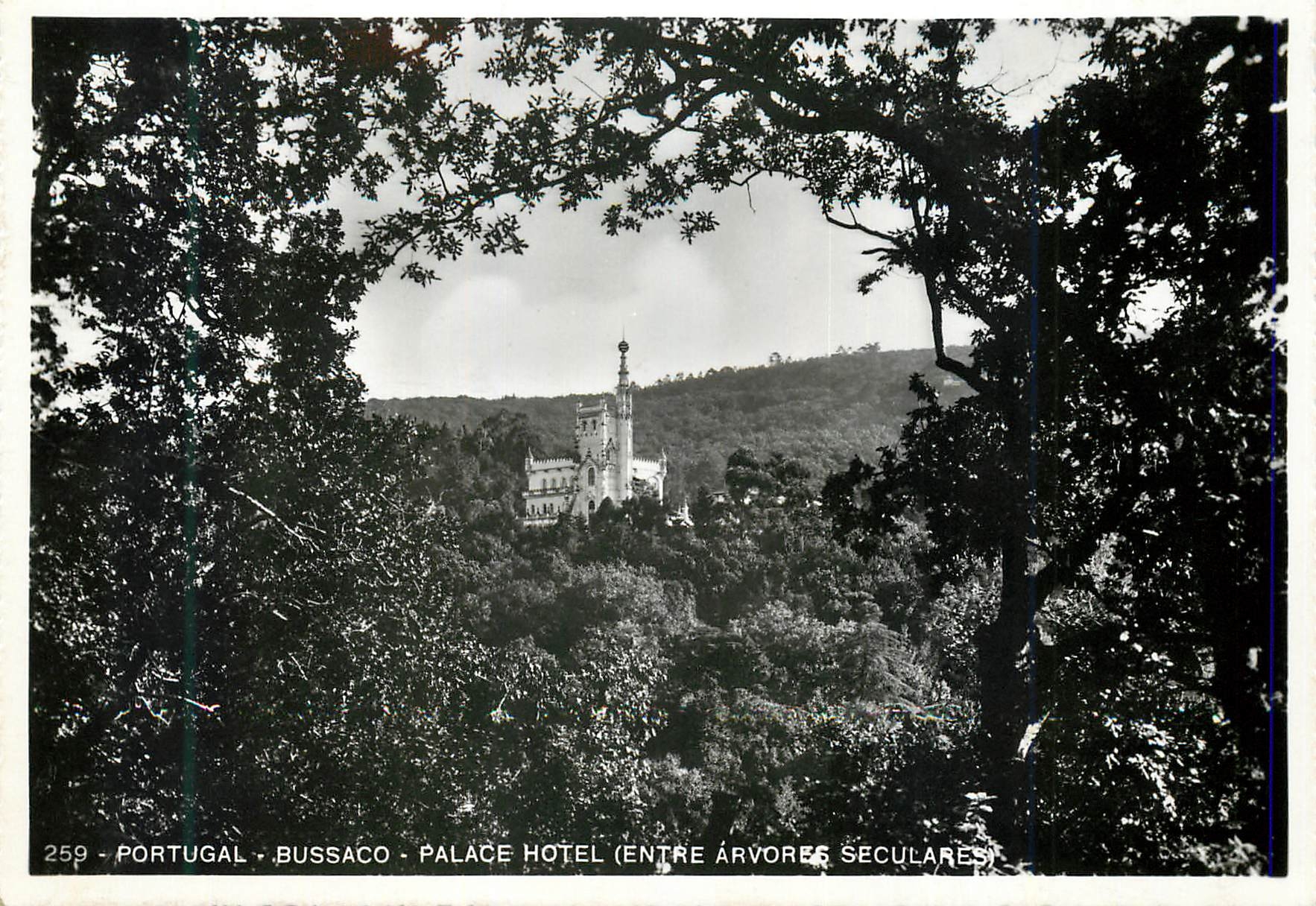 CPM 259 portugal bussaco palace hotel(entre arvores seculares)