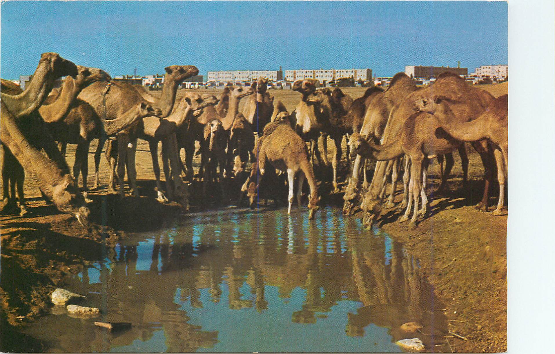CPM Beer Sheva Camels at Watering Place