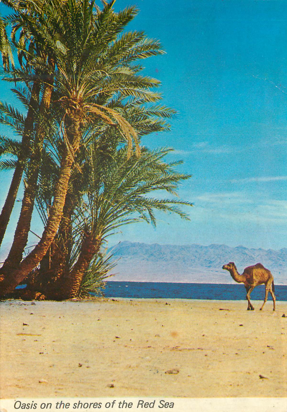 CPM Oasis on the shores of the Res Sea