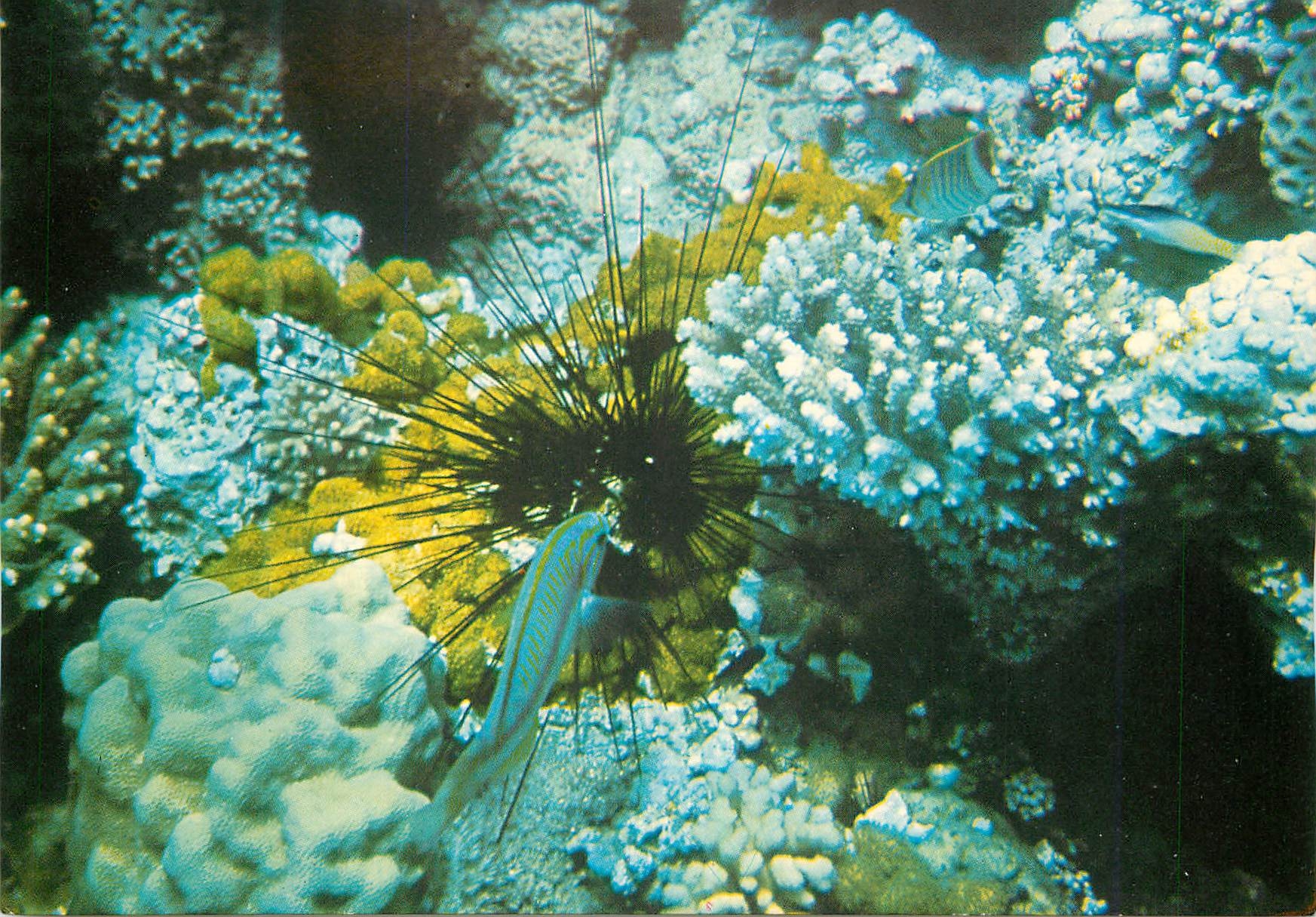 CPM Eilat Under Water Scenery