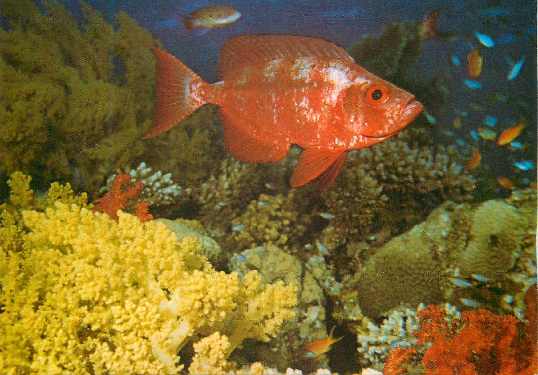 CPM Eilat Red Sea Under Water Scenery