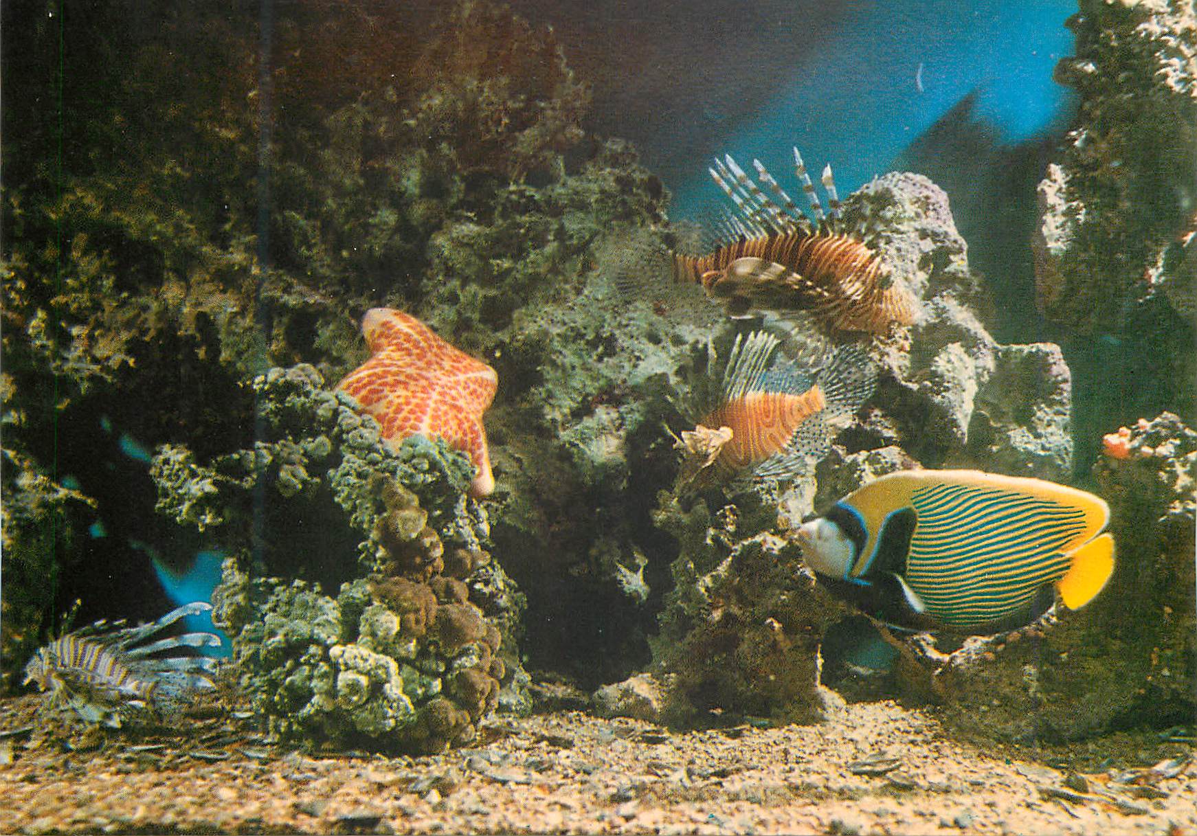 CPM Eilat Coral world underwater observatory and aquarium