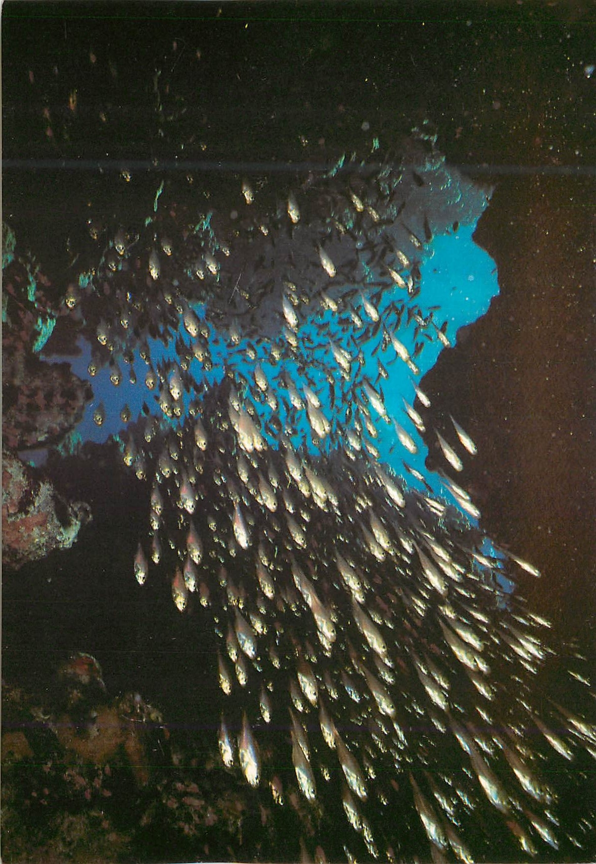 CPM Eilat Red Sea Under-water Scenery