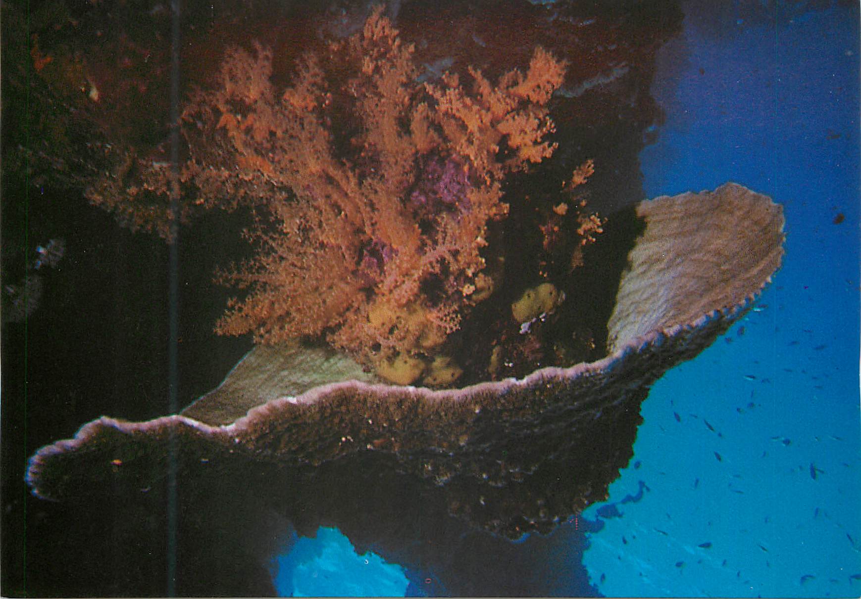 CPM Eilat Red Sea Under-water Scenery
