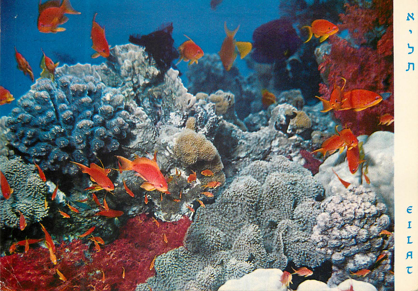 CPM Eilat Red Sea Under-water Scenery