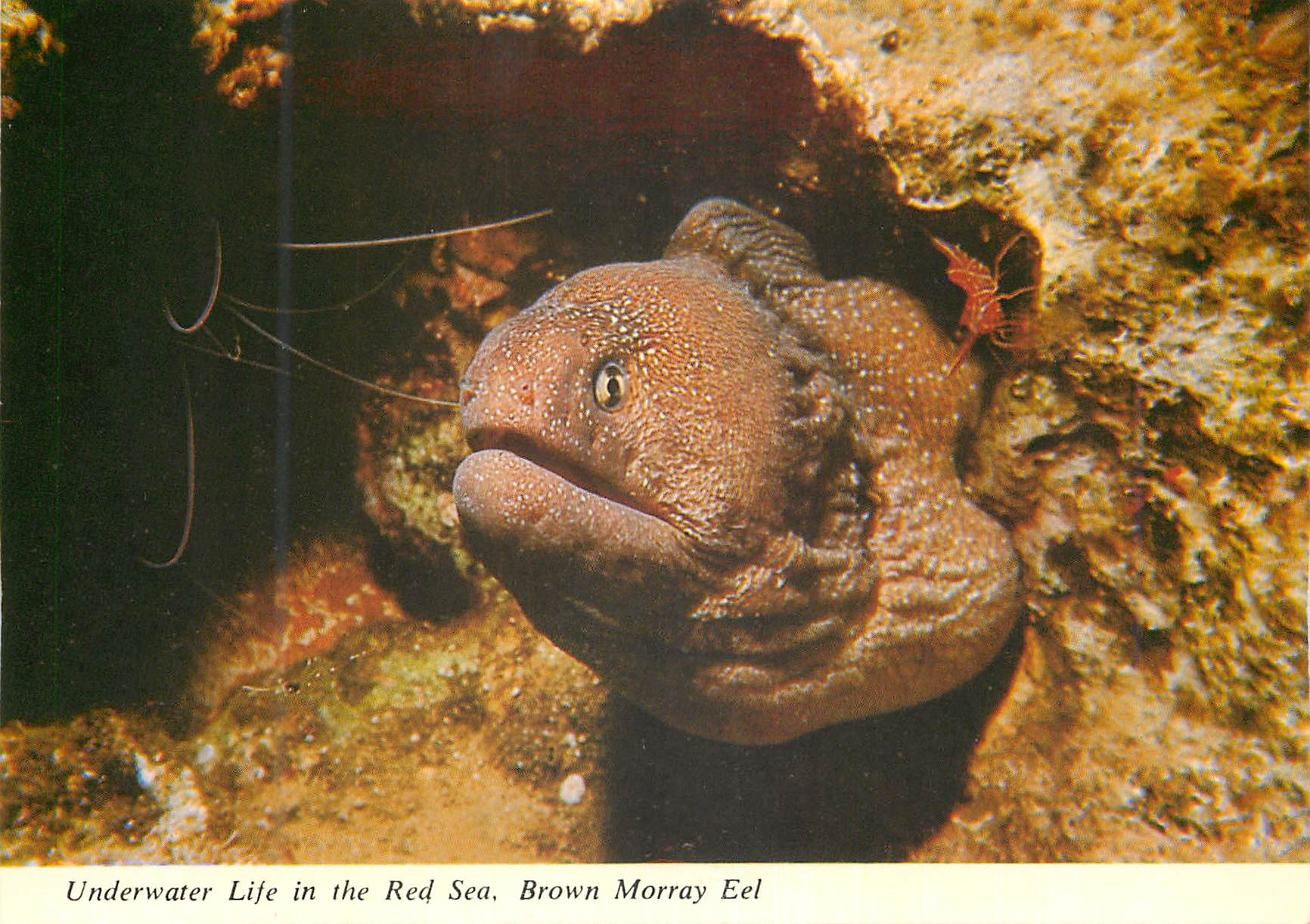 CPM Underwater Life in the Red Sea Brown Morray Eel