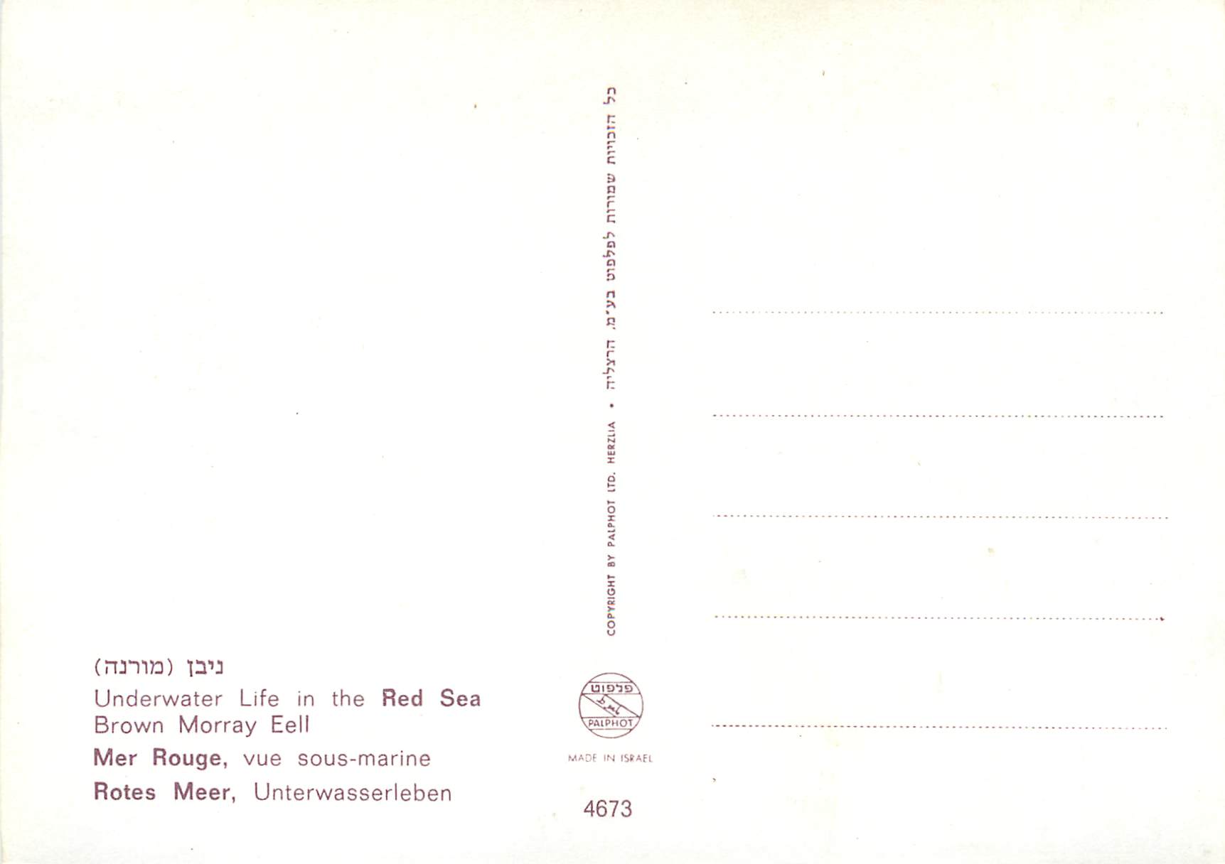 CPM Underwater Life in the Red Sea Brown Morray Eel — Rückseite