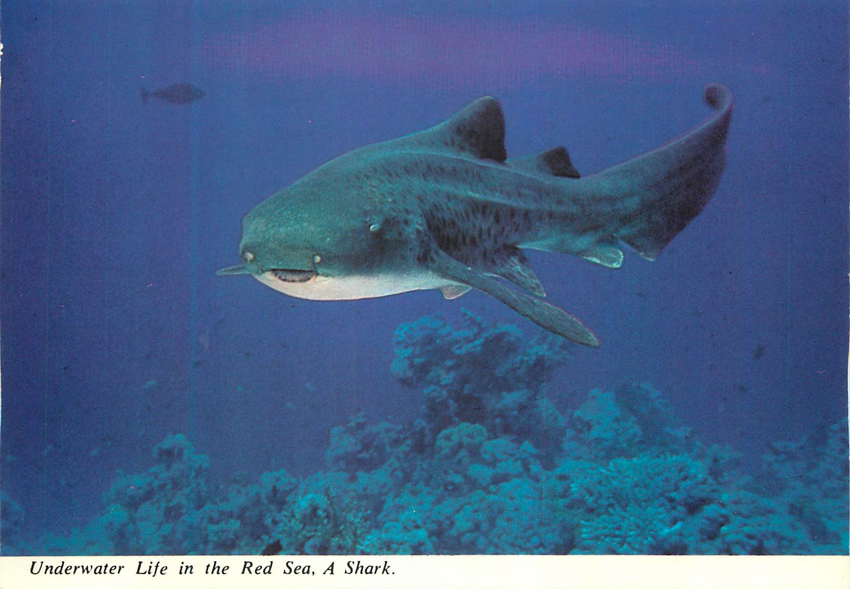 CPM Underwater Life in the Red Sea A Shark