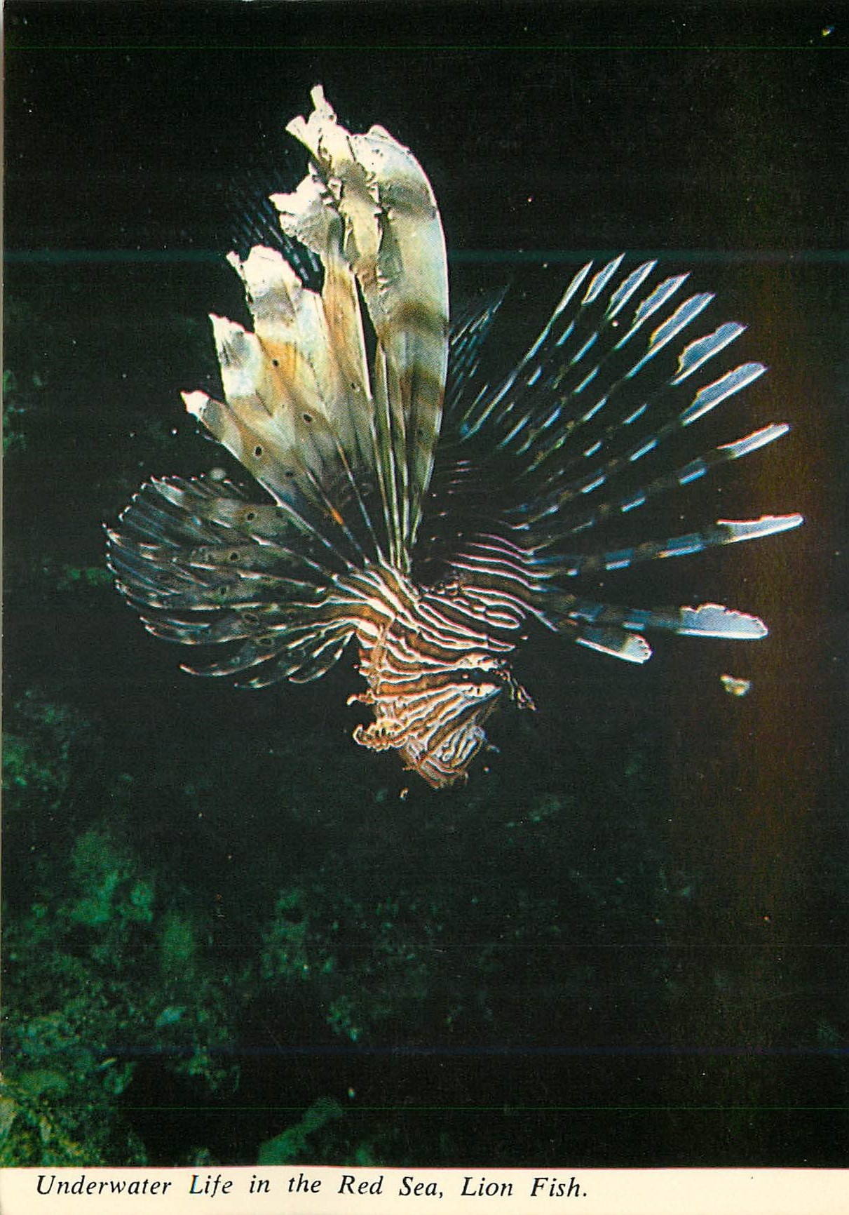 CPM Underwater Life in the Red Sea Lion Fish