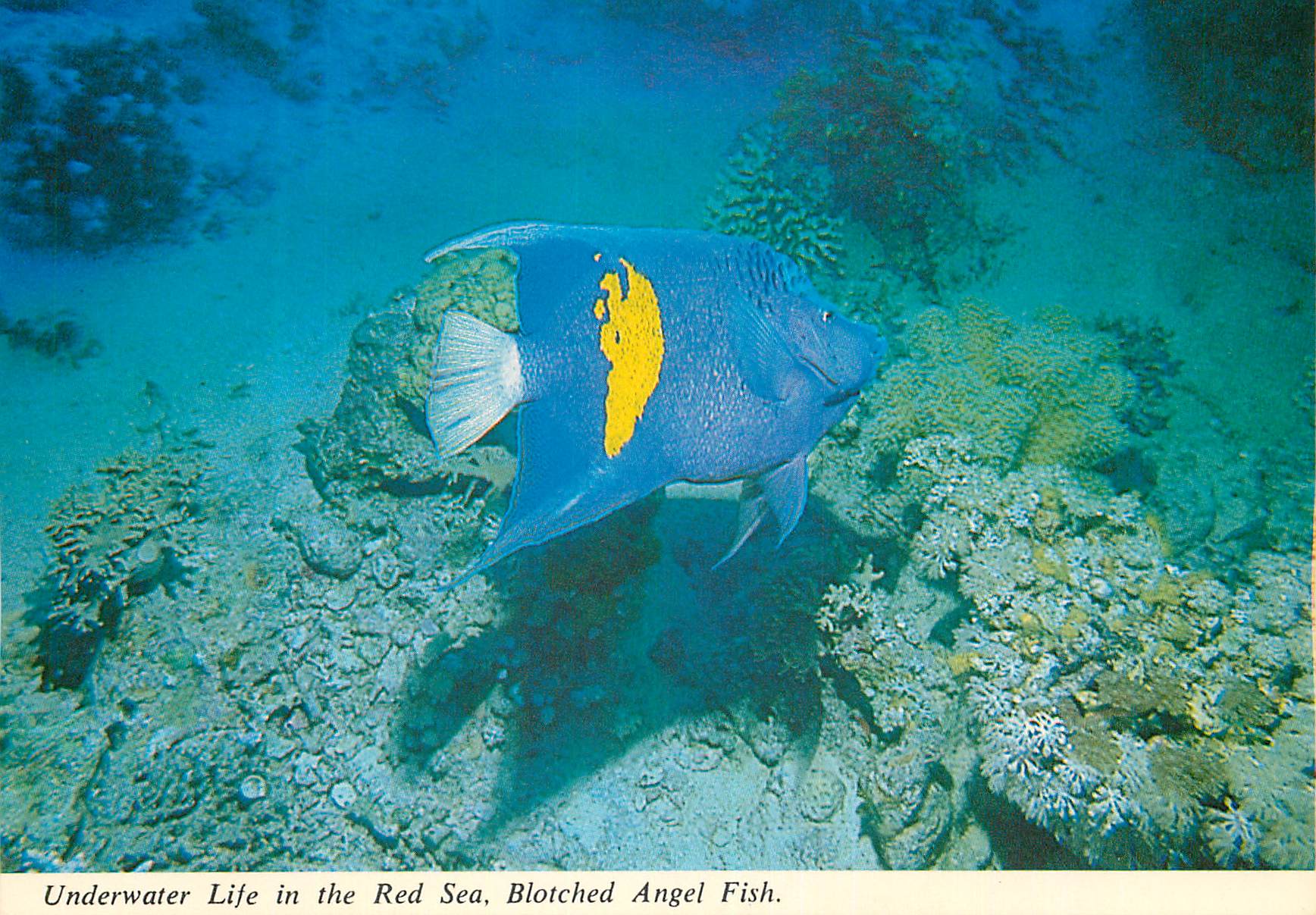 CPM Underwater Life in the Red Sea Blotched Angel Fish