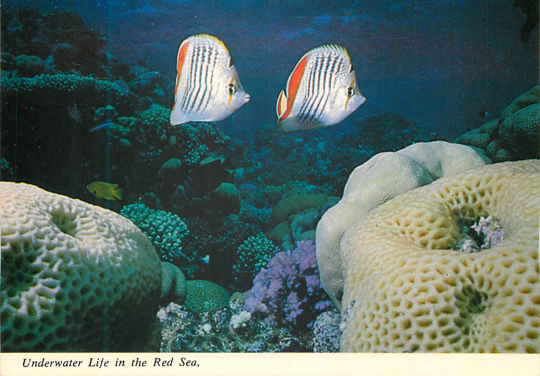CPM Underwater Life in the Red Sea
