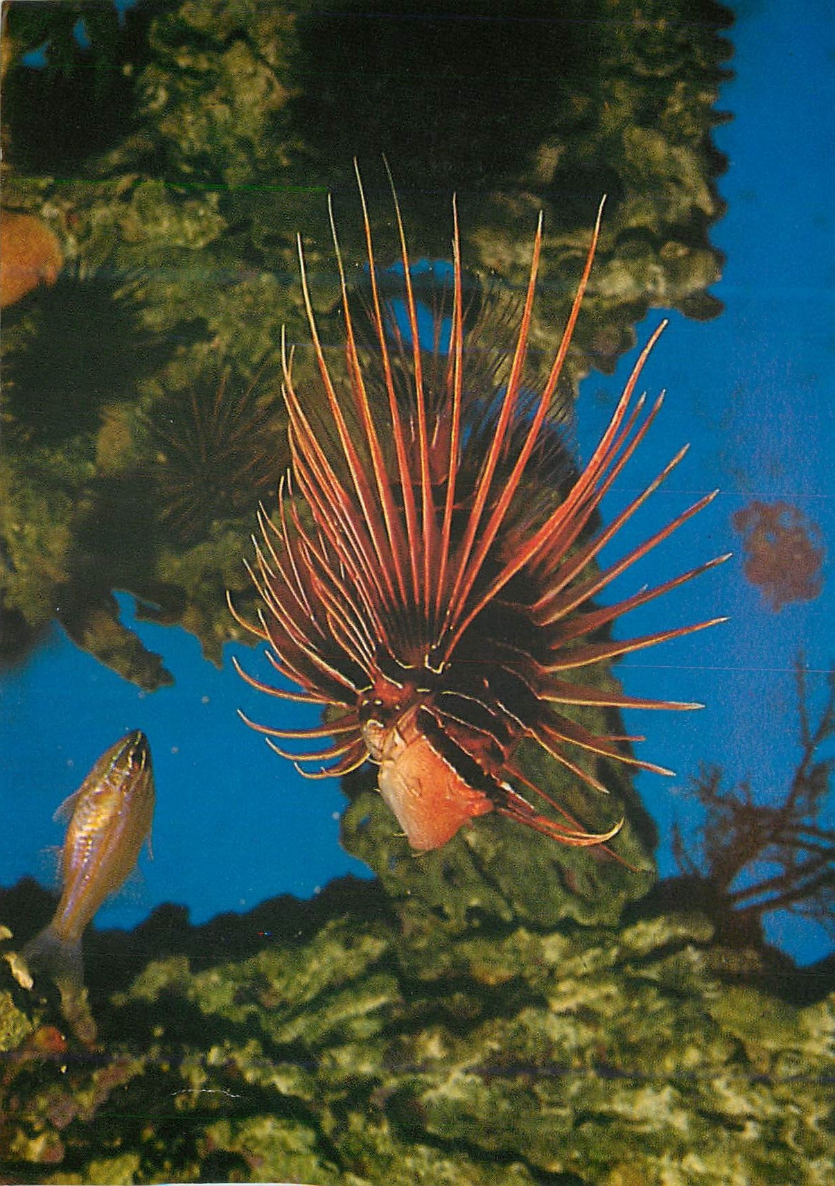 CPM Mer Rouge vue sous-marine
