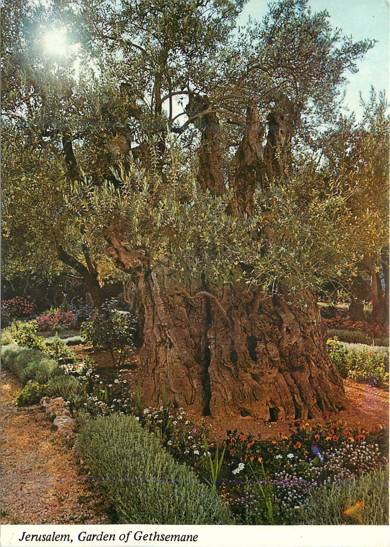 CPM Jerusalem Jardin de Gethsemani Oliviers antiques