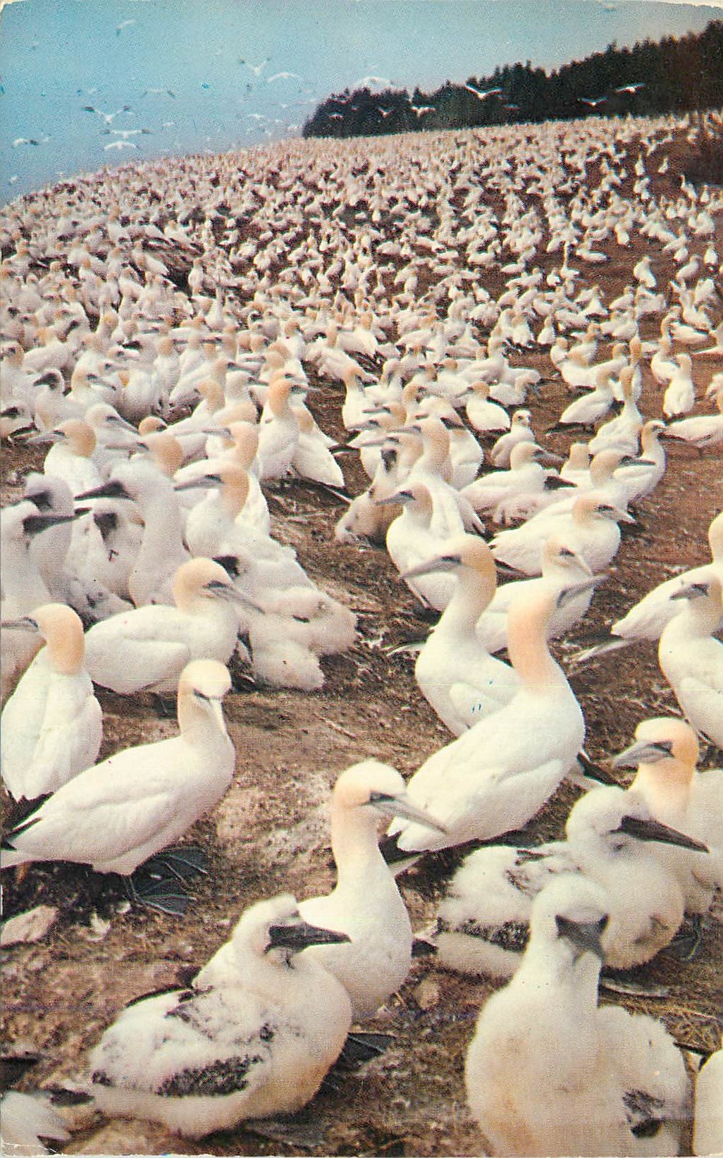 CPM Canada Fous de Bassan ou Sanctuaire d'Oiseaux sur l'isle Bonaventure