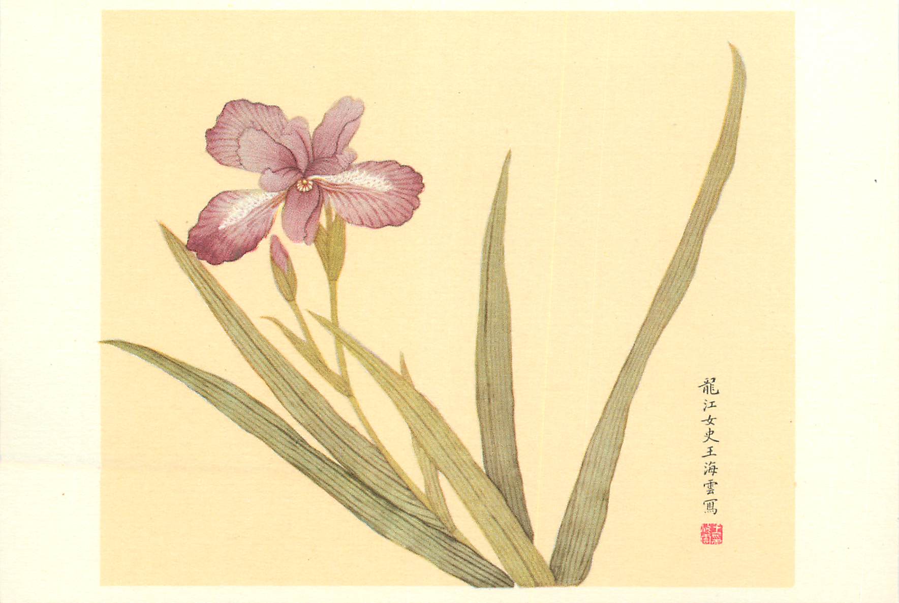 CPM China Iris