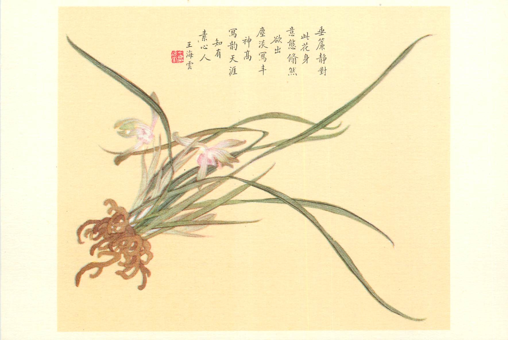 CPM China Orchidee