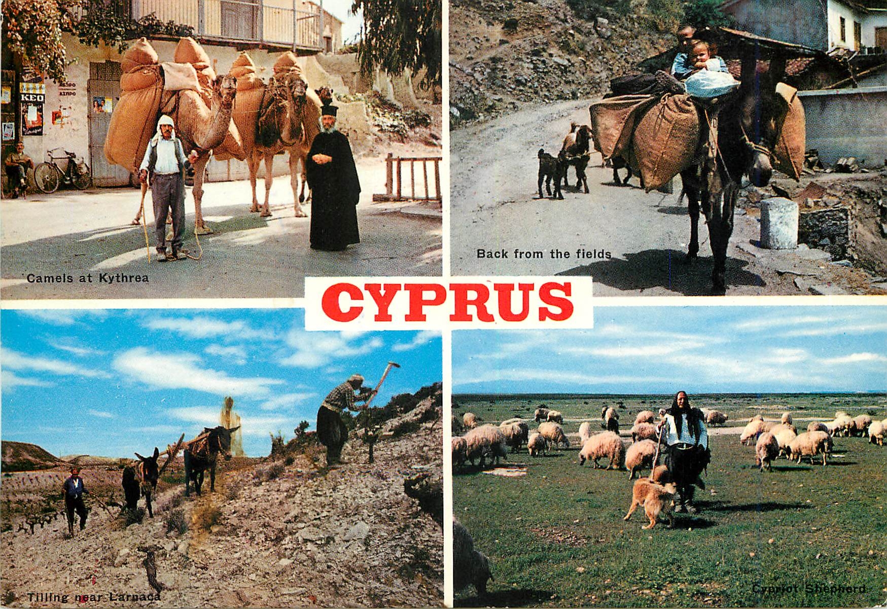 CPM Cyprus Ane Donkey
