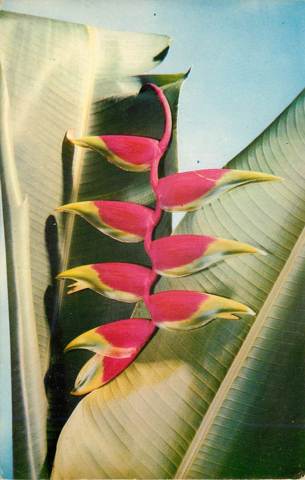 CPM Flores de Colombia