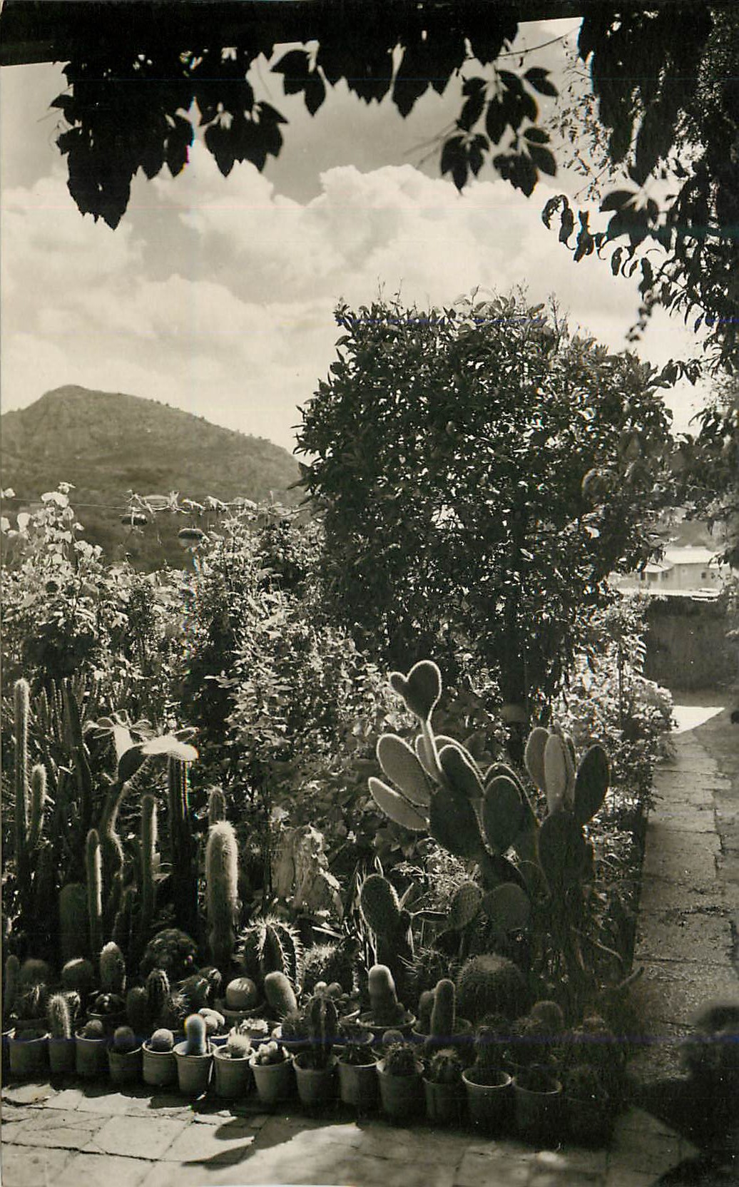 CPM Mallorca Valldemosa  Jardin de George Sand