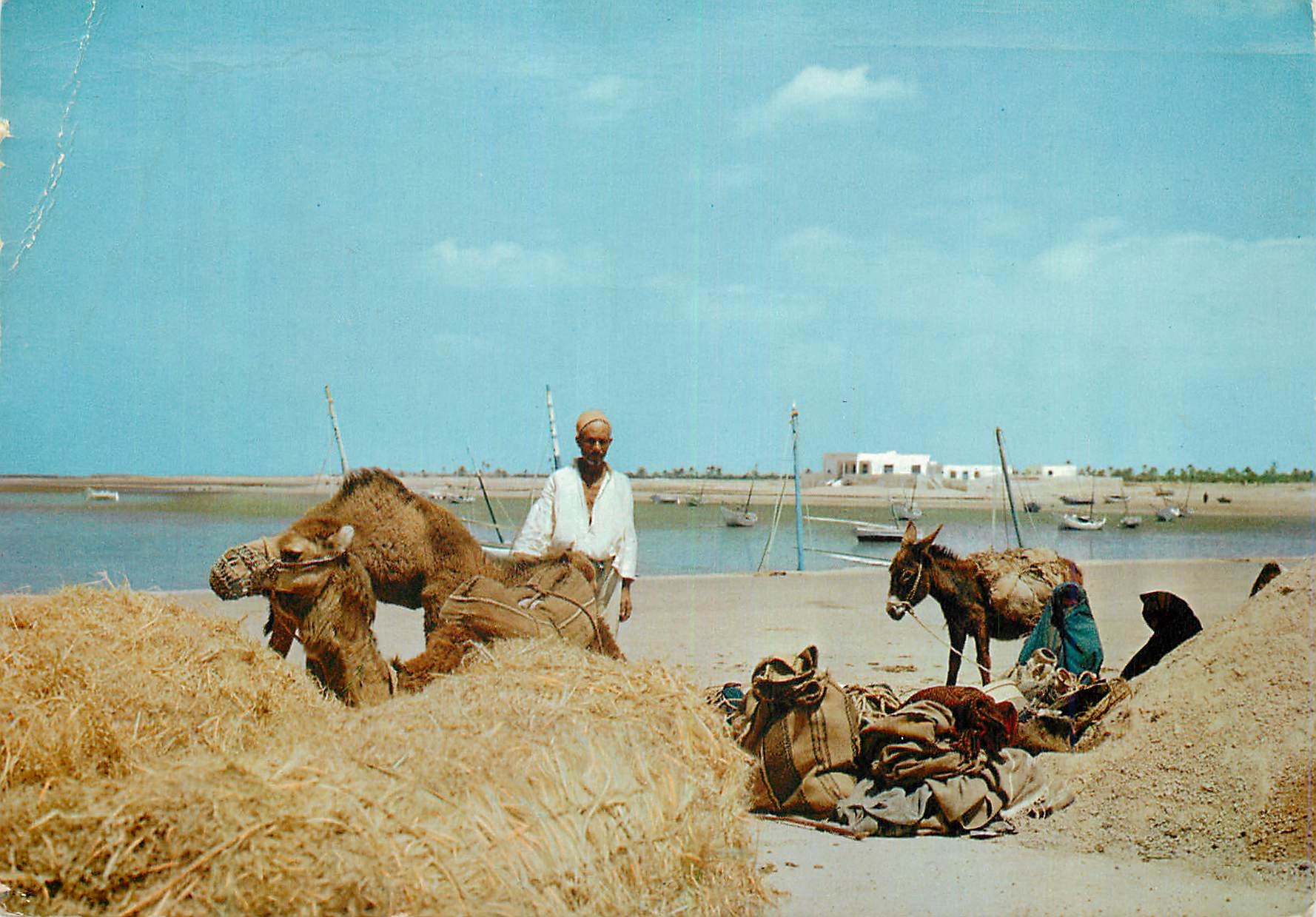 CPM Tunisie Bedouin avant l'Embarquement Ane Donkey Chameau