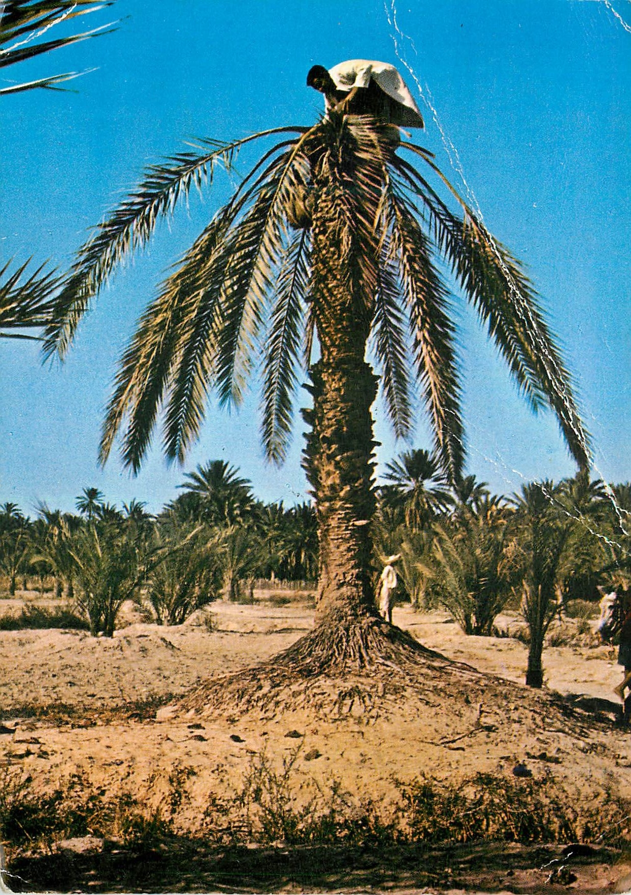 CPM le Jus de Palme (Legmi)