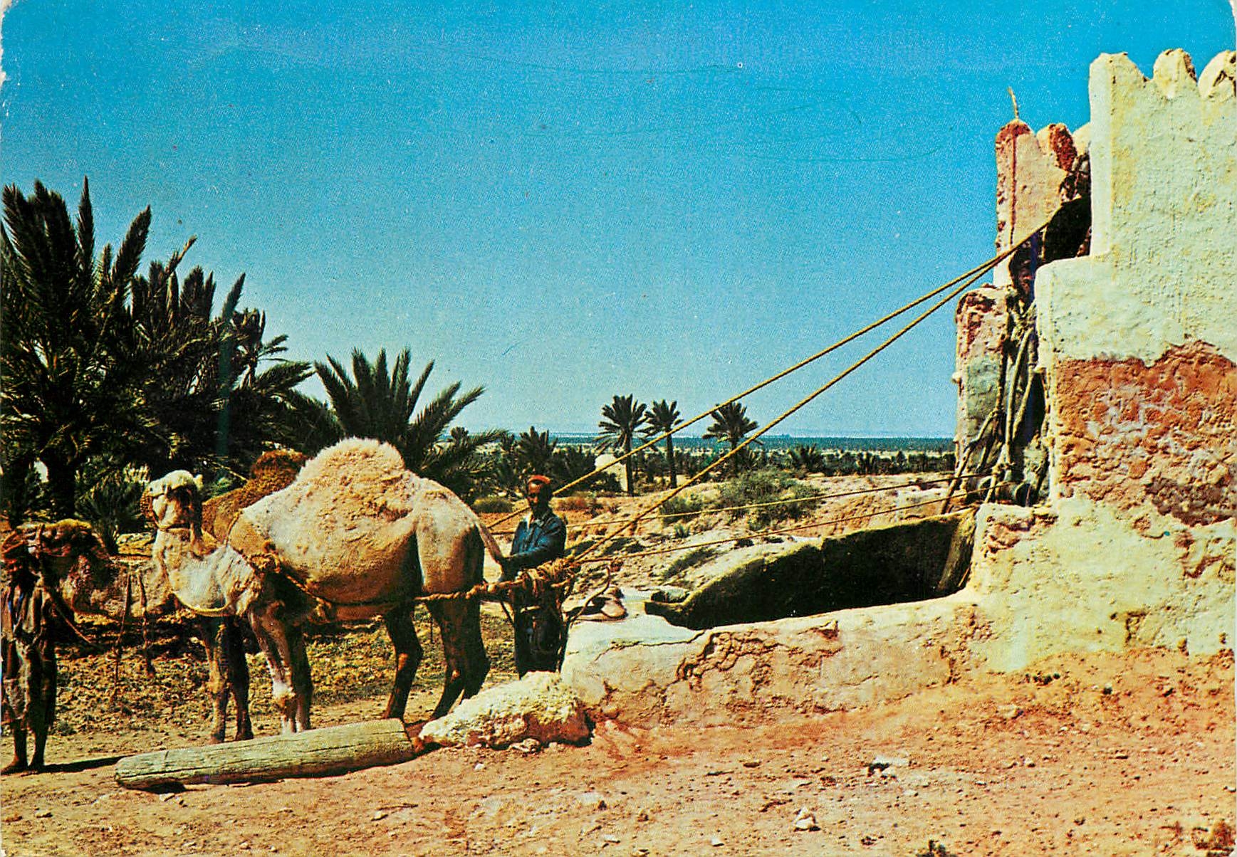 CPM Noria dans l'Oasis Chameau