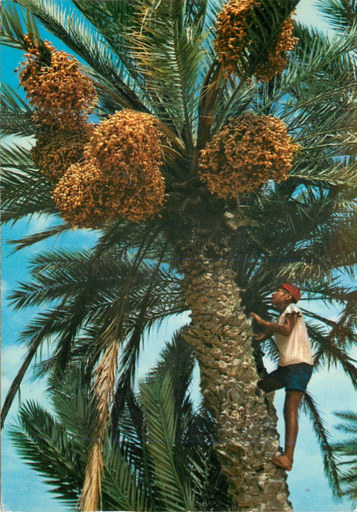 CPM Oasis Cueillette des dattes