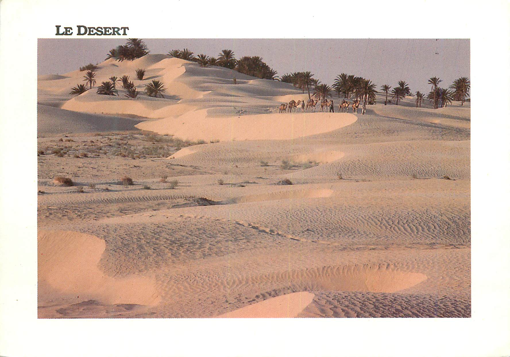 CPM Le Desert Charmes et Douceur de Tunisie