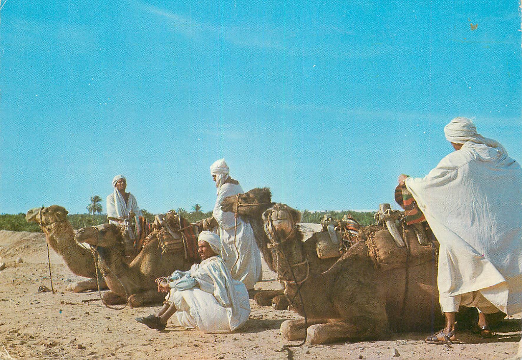 CPM Nefta Chameliers Camel