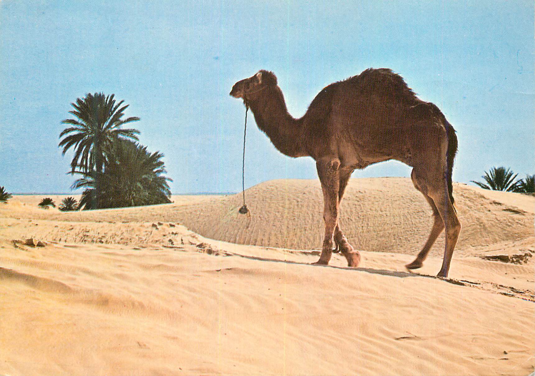 CPM Douz Sud Tunisien Chameau Solitaire
