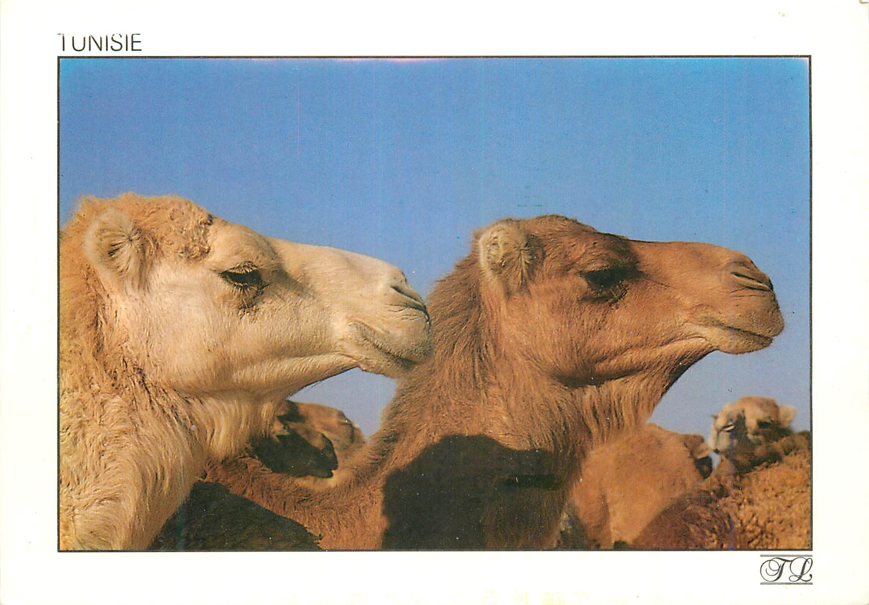 CPM Tunisie On pose pour le Photographe