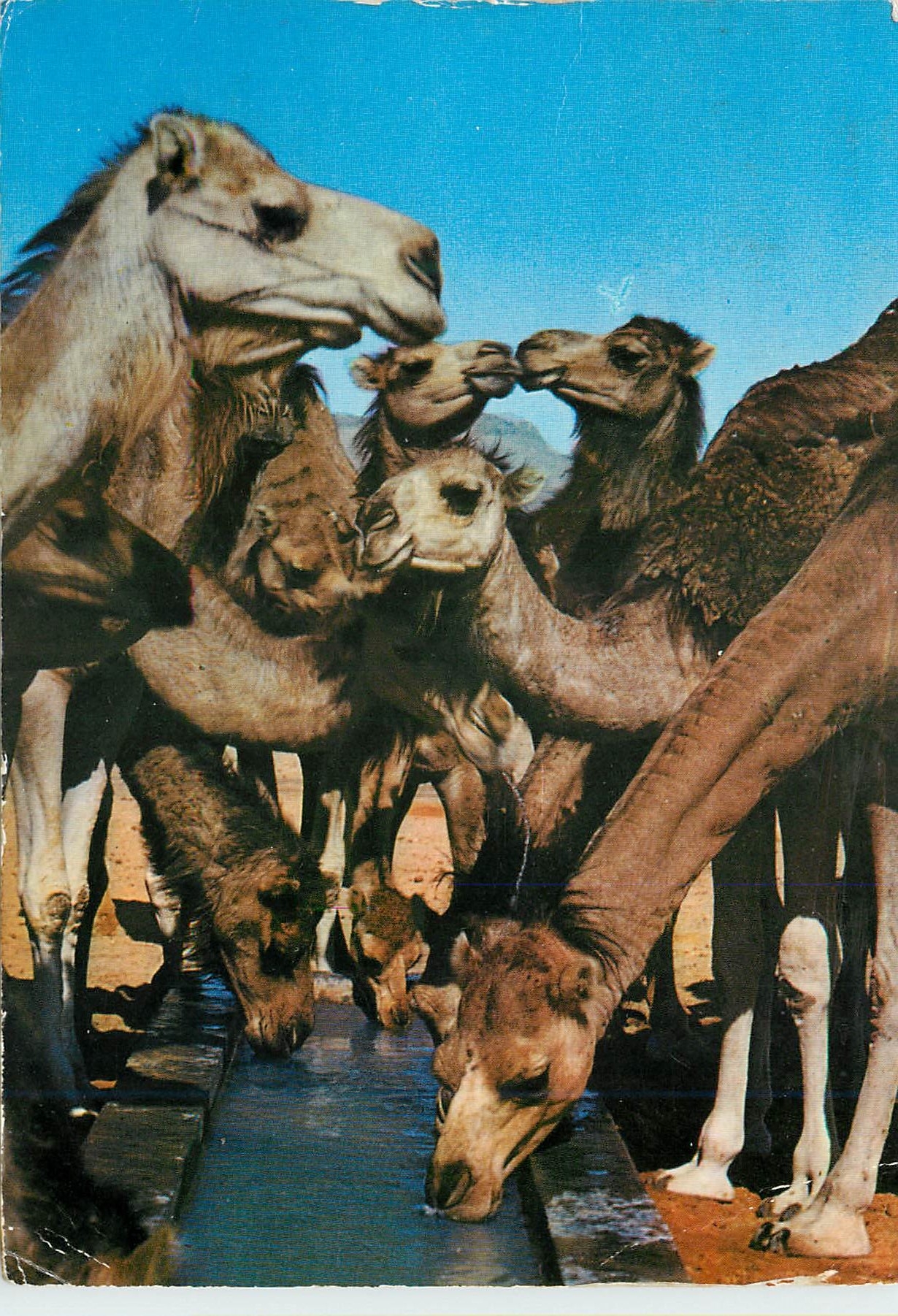 CPM Bons Baisers de Tunisie