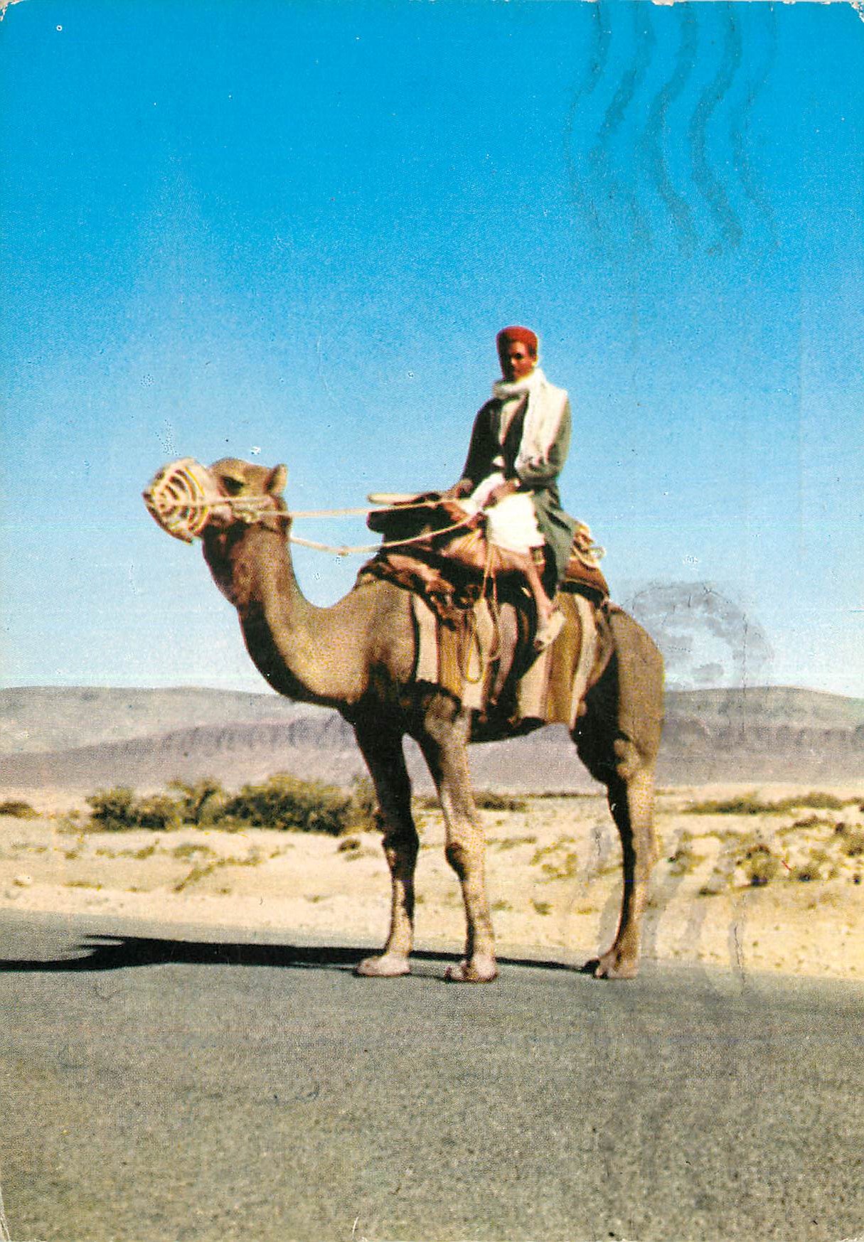 CPM Sud Tunisien Un Chamelier en Promenade