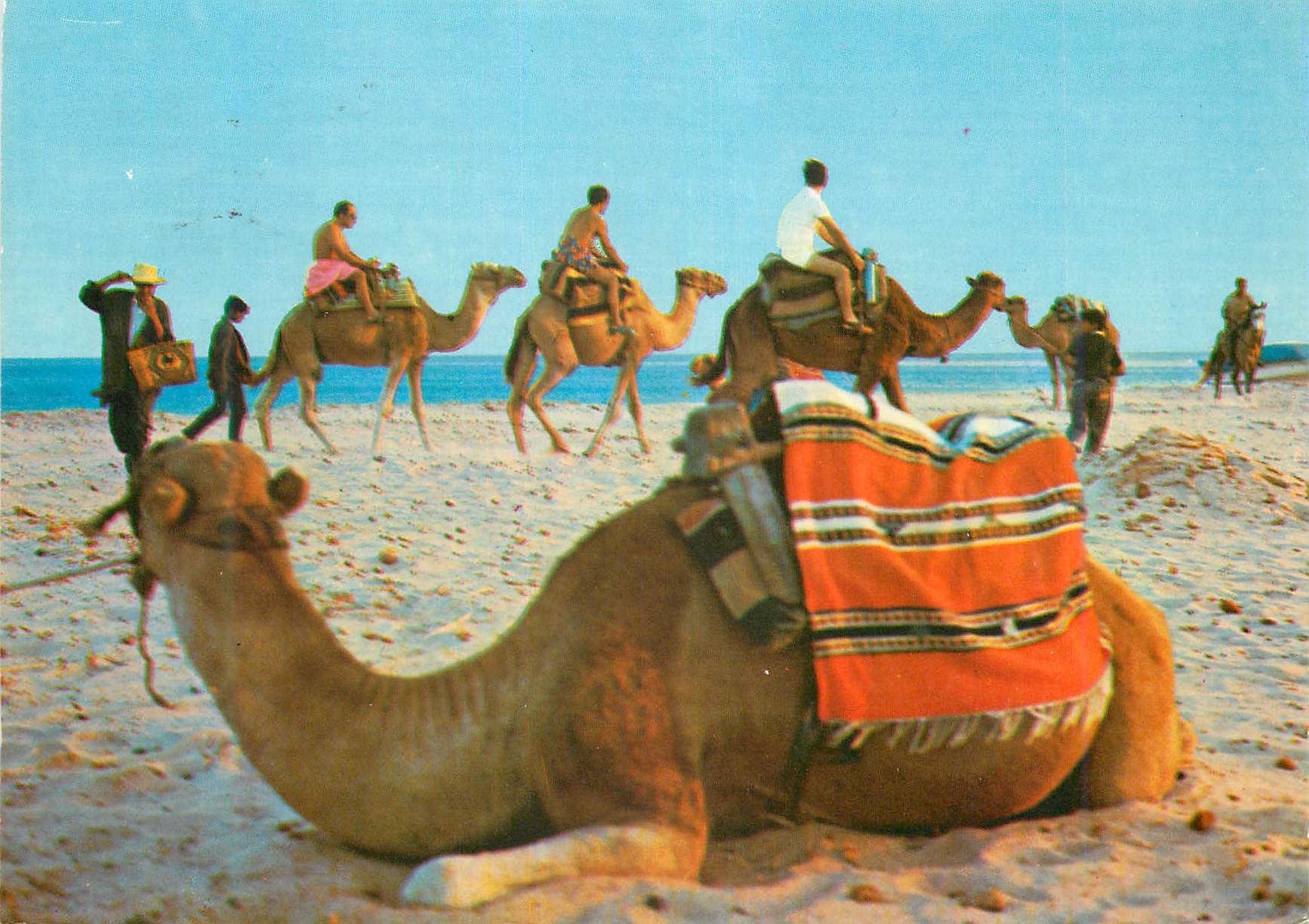 CPM Plage Tunisienne La Promenade en Chameau