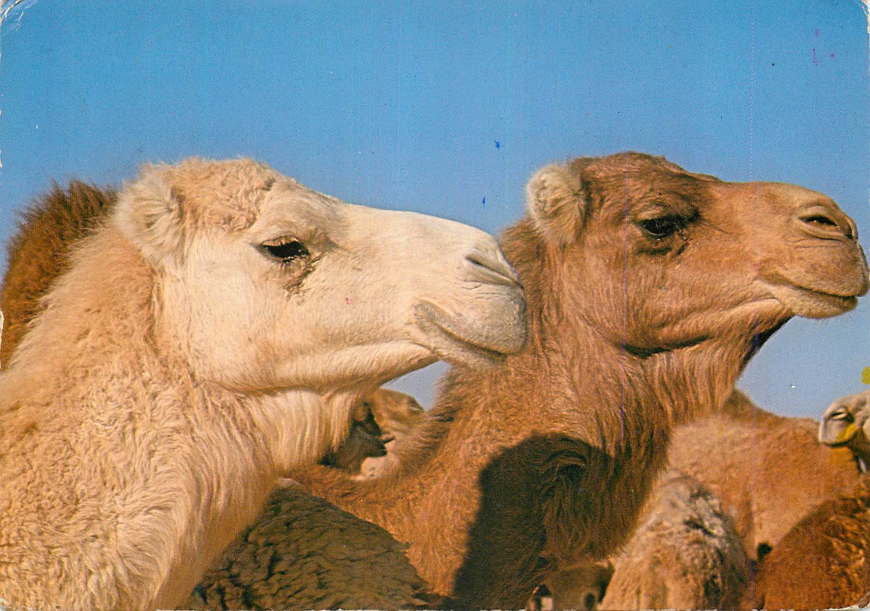 CPM Sud Tunisien Le Blond et le Brun