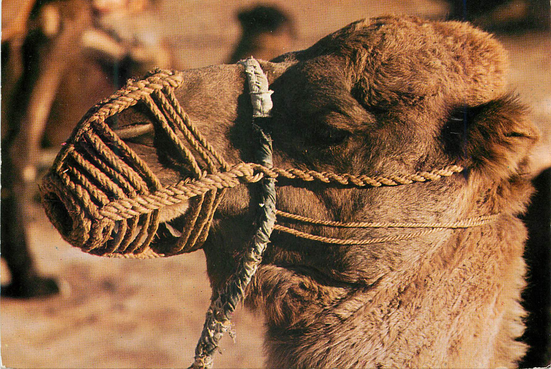 CPM Un Chameau Tunisien