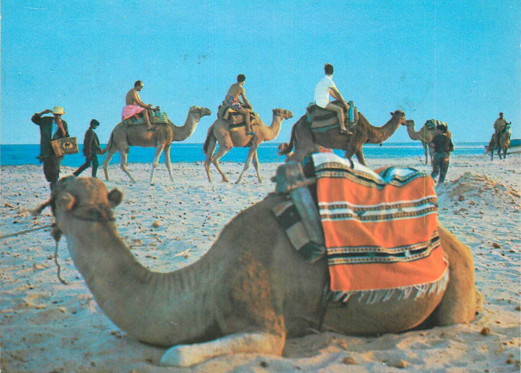 CPM Plage Tunisienne La Promenade en Chameau