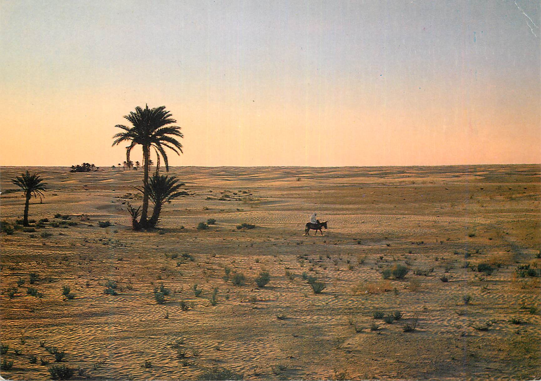 CPM Douz (Tunisie) Sahara au Coucher du Soleil