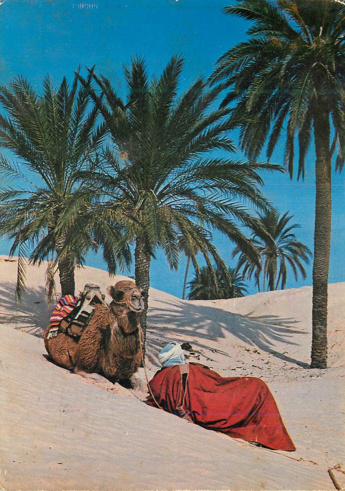 CPM Douz (Tunisie) Le Repos du Chamelier