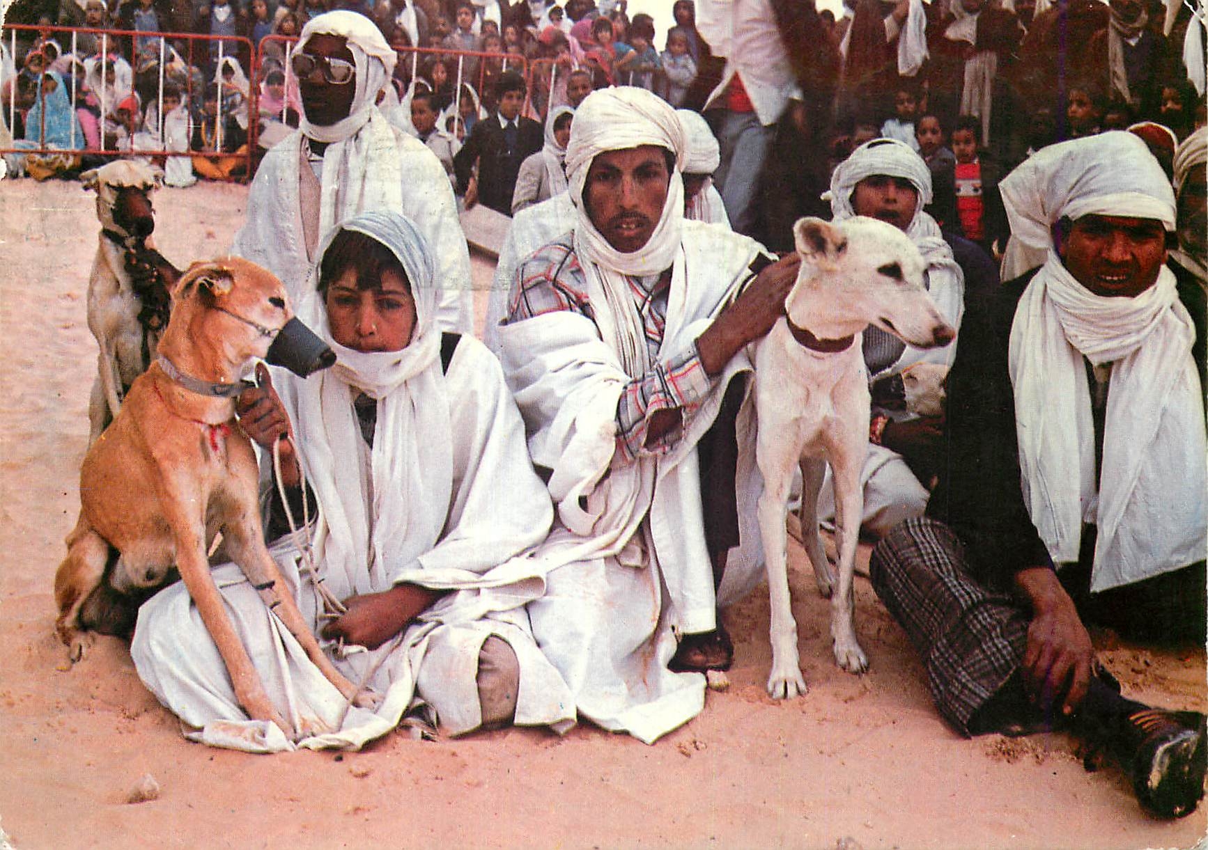 CPM Douz Sloughis des Chasseurs du Desert