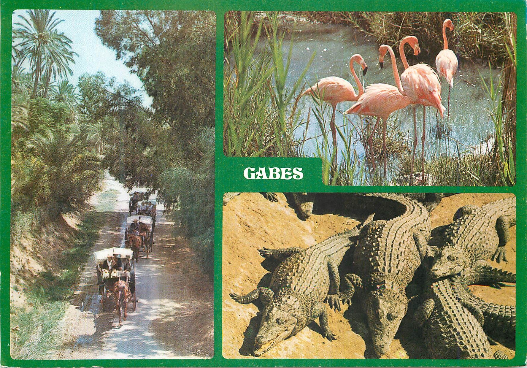 CPM Tunisie Gabes Flamant rose Crocodile