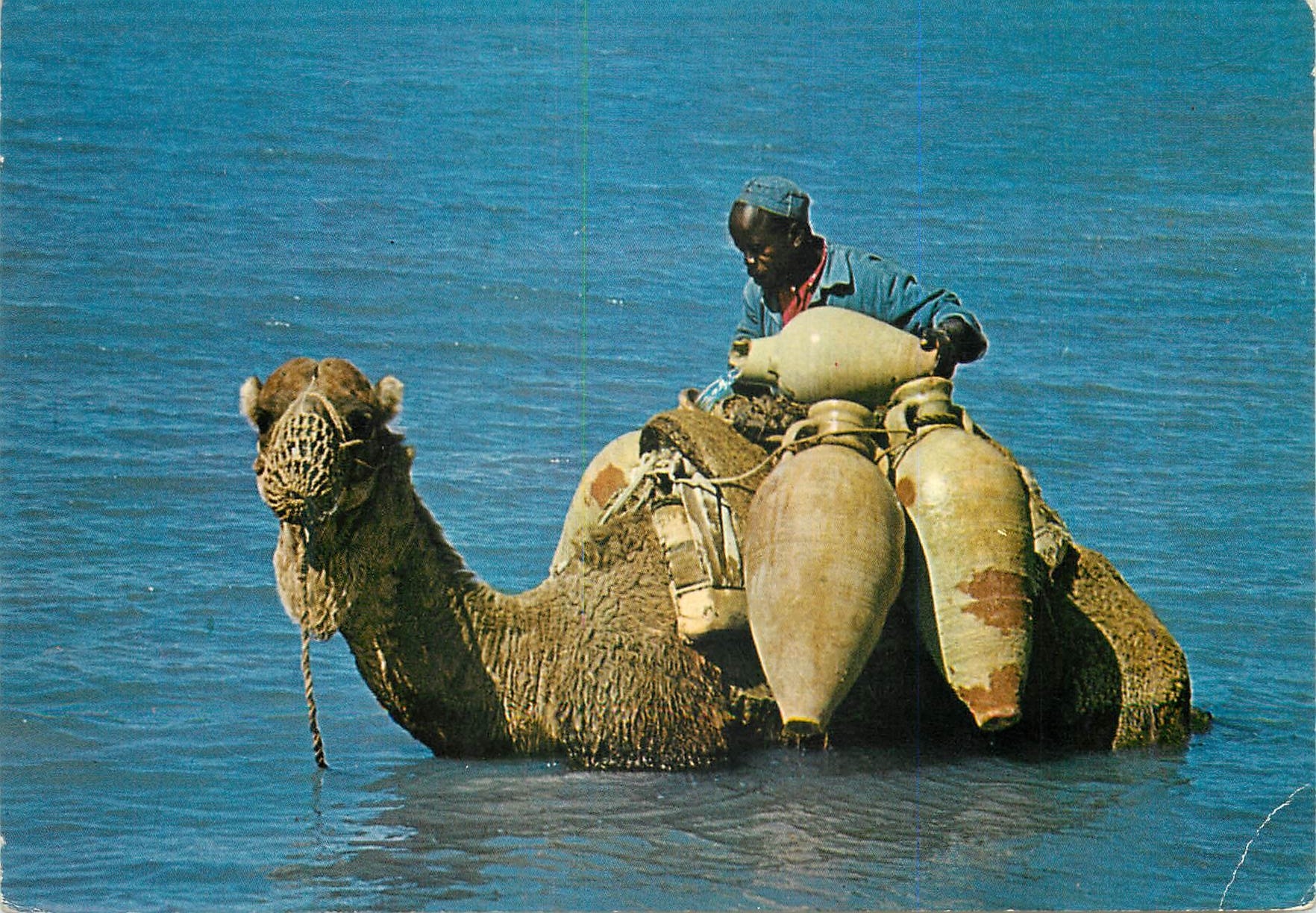 CPM Djerba Ce n est pas la mer a boire Chameau