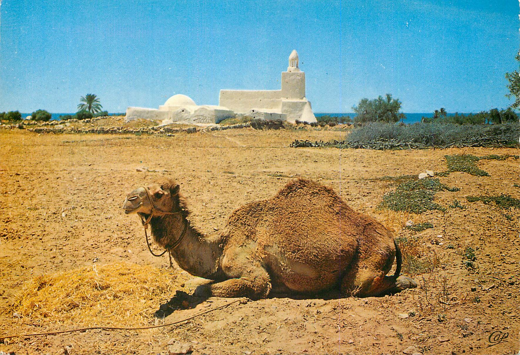CPM Ile de Djerba Tunisie Une Mosquee 